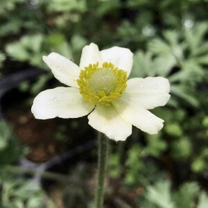 Ԃ̕c/AllFp}[^3.5|bg 6Zbg