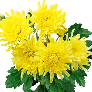 ؂̕c/HpeF[{iڂイEj 2.5|bg