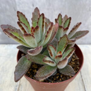 ϗtA/JRGFei낤j2.5|bg