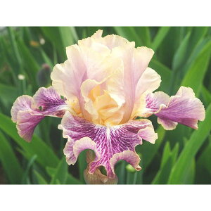 Ԃ̕c/W[}ACXFtCbcIut@V[3.5|bg