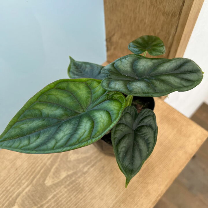 楽天市場 観葉植物 アロカシア ドラゴンスケール3号 園芸ネット プラス