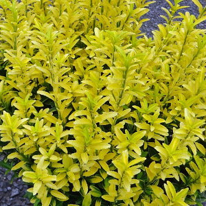 Ԗ ؂̕c/IESq}TLFnslX5|bg