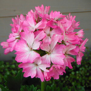 ���Ԃ̕c/�[���j�E���F�����炳����3.5���|�b�g 6���Z�b�g