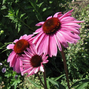 Ԃ̕c/GLiZAFpEEEChx[3|bg 2Zbg