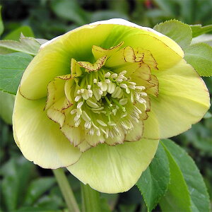 NX}X[YF*CG[I[PXg3|bg