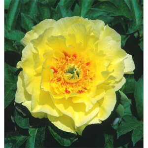 Ԃ̕c/VNNiC^[ZNVinCubhjFIG^S[h5|bg