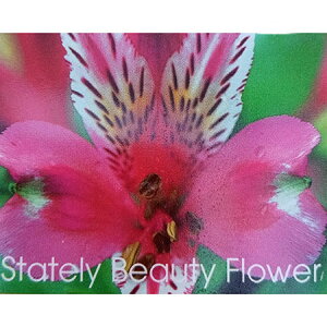 Ԃ̕c/AXgAFsNX^[3.5|bg