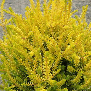 Ԗ ؂̕c/GJFo[OtBX2.5[3|bg 3Zbg