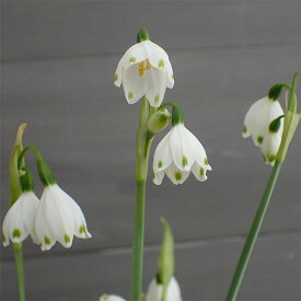 スノーフレーク3.5−4号ポット