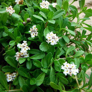 C_\EFNsAK7@3|bg 12Zbg