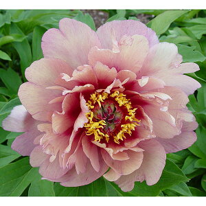 Ԃ̕c/VNNiC^[ZNVinCubhjFx[KVA5|bg