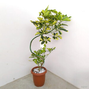 ϗtA/VFtFJ|bN@nbs[CG[iȂdāj@7A