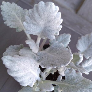 Ԃ̕c/V^GMNFj[bN2.5-3|bg