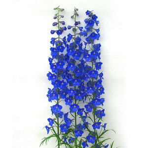 Ԃ̕c/ftBjEFAfu[3.5|bg 6Zbg