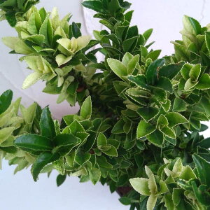 Ԗ ؂̕c/q}TLFp}uJ5|bg