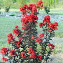 花木 庭木の苗/サルスベリ（百日紅）：ブラックパール ルージュ5号ポット