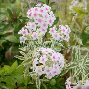 Ԃ̕c/tbNXFN[h}g 3|bg