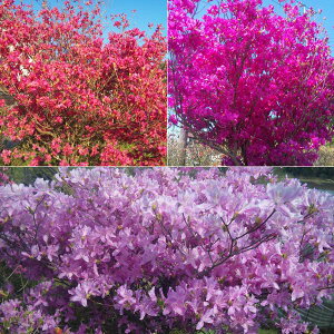 Ԗ ؂̕c/ccWF~coccWcizVj50`60cm