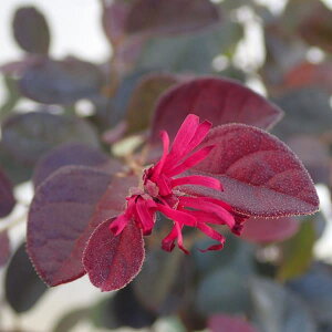 Ԗ ؂̕c/gL}TNFl4|bg