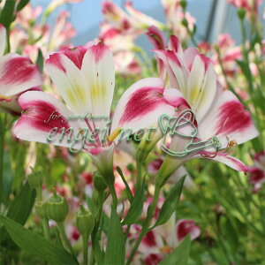 Ԃ̕c/AXgAFnslX3.5|bg