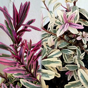 Ԃ̕c/w[xFn[guCJ[3|bg