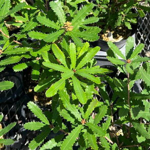 Ԗ ؂̕c/oNVAFIuMtHA6|bg