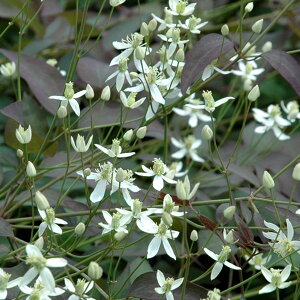 N}`X̕c/N}`XFN^ p[vA4.5|bgit~nj