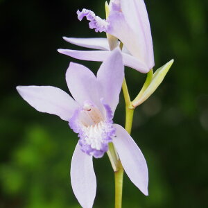 R쑐̕c/VijF3-3.5|bg