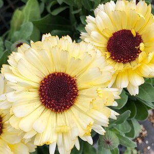 Ԃ̕c/JfFXm[vZX3.5|bg 3Zbg