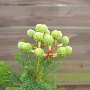 Ԗ ؂̕c/o[[AF勅3|bg