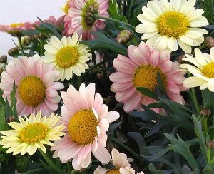 Ԃ̕c/}[KbgFfCW[N[sN3.5|bg