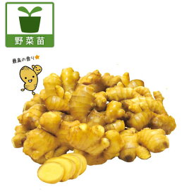 野菜の苗/ショウガ(種生姜)：黄金ショウガの苗3.5号ポット 3株セット