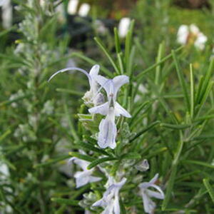 n[u̕c/[Y}[ijFVbVOnXgu[3|bg