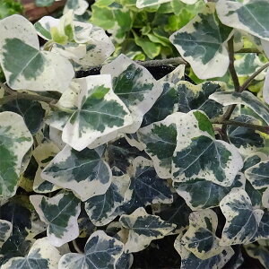 Ԃ̕c/wfFwbNX Jm3|bg