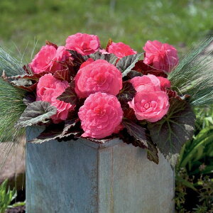 Ԃ̕c/xSjAFmXgbvJ@sNVF[h3-3.5|bg 12Zbg