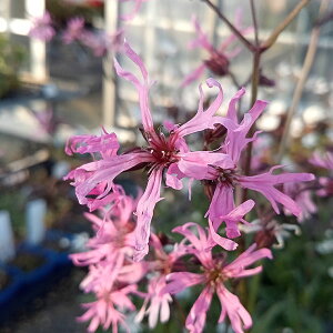 Ԃ̕c/NjXFtXNN@sN3-3.5|bg 6Zbg