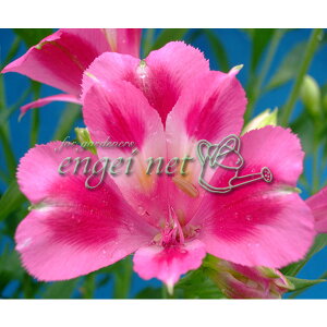 Ԃ̕c/AXgAFEFfB[3.5|bg