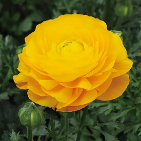 草花の苗/ラナンキュラス：マシェ・イエロー3.5号ポット