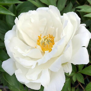 Ԃ̕c/VNNiC^[ZNVinCubhjFzCgwu5|bg