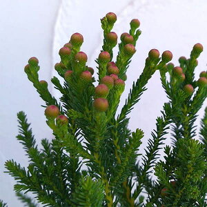 Ԗ ؂̕c/o[[AFP[vO[3|bg