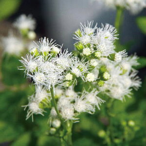 ���Ԃ̕c/�i�킯��������j���[�p�g���E���F�Z���X�`�i�� �A���o�i�t�W�o�J�}�E���ԓ��сj3.5���|�b�g 2���Z�b�g