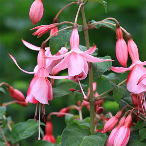 Ԃ̕c/K[ftNVAFVvJNe3.5|bg 4Zbg