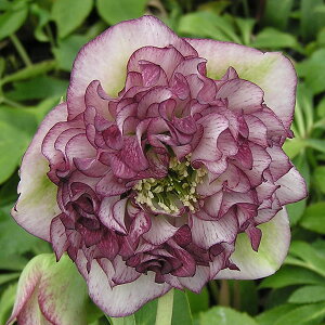 NX}X[YF*OCX v}hX3|bg