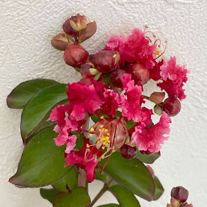 Ԗ ؂̕c/TXxiSgjF_Ci}Cg6|bg