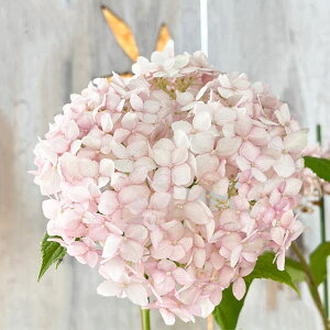 Ԗ ؂̕c/AWTCiAJjFEptF3-3.5|bg