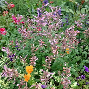 Ԃ̕c/AKX^[VFF[Y~gisNFj3-3.5|bg