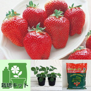 ؂̕c/̂񂽂͔|ZbgiłłjFC`SFW{C`S܂Ղ2