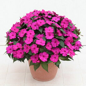 サンパチェンス：パープル6号鉢植え