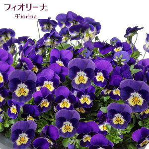 Ԃ̕c/rIFtBI[i@u[CG[3.5|bg 6Zbg