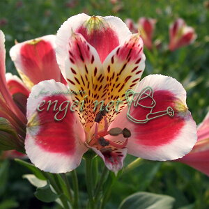 Ԃ̕c/AXgAFqm}3.5|bg